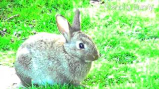 ♥♥ Relaxing, Sleep music for rabbit, bunny and baby ♥♥ Happy Bunny 1