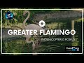 NATURE HOW IS THE LIFE OF GREATER FLAMINGO Phoenicopterus Roseus 4K