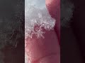 Snowflakes Snowflake Snow Idaho 2023