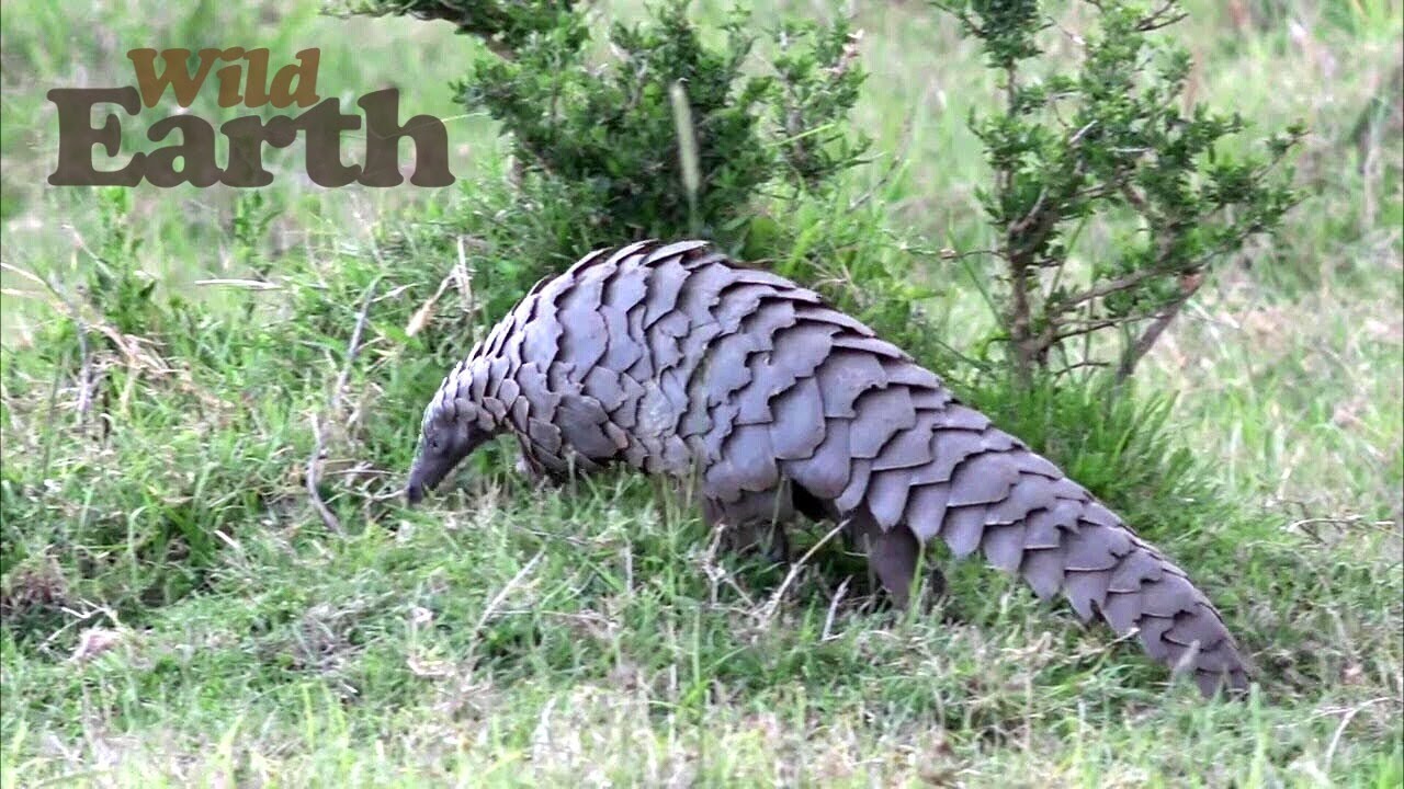 WildEarth - Sunset - 10 October 2020