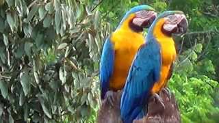 preview picture of video 'Couple of macaws in the nest, Blue-and-yellow Macaw, Ara ararauna,'