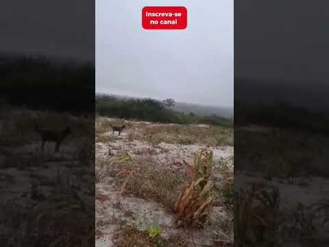 vídeos para  todas as idades.sitio serra da gruta.municipio de Tenório PB .