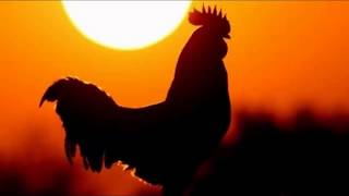 Download lagu Suara Ayam Berkokok Waktu Subuh Pagi Buta mp3