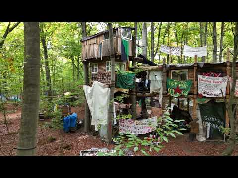 15.10.25 Flug im rodungsbedrohten Langeler Bannwald bei Frankfurt