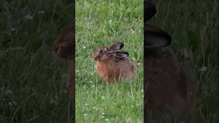 Sweet Wild Hare!! かわいい野生のウサギ!#haas #wildlife #hare #nederlands #野生のウサギ##Canon Eos #europese haas