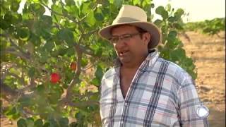 Exportadora de castanha de caju corre risco de desaparecer por conta da seca