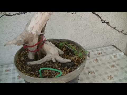 Tanuki Experiment ( 2022 - 37 )