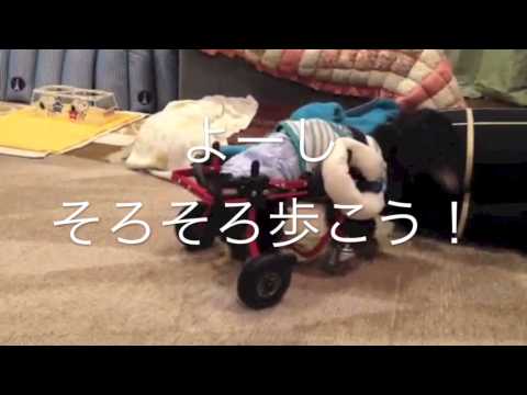 ミニチュアダックスのれい君19歳　4輪の犬用車いすで歩く