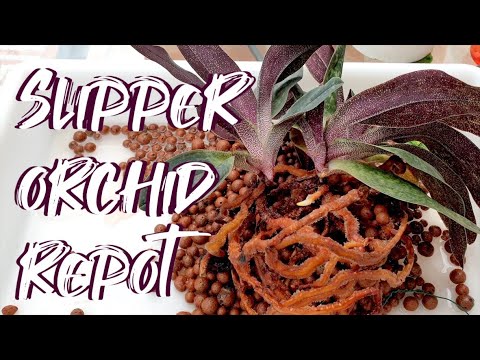 Master How to Repot Slipper Orchids | Incredible Roots using Inorganic Media #ninjaorchids