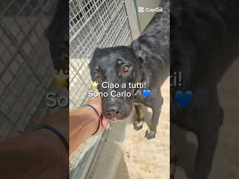 Regalo Carlo splendido giovane simil lupetto cerca famiglia