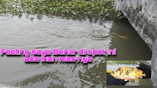 Download lagu Akhirnya Strike IKAN MAS‼️Feeling yang kuat membuat saya betah mancing di spot ini .. mp3