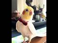 Adorable Cockatiel Charlie S Majestic Opra Performance Cockatielscraze