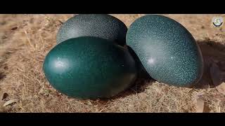 🥚 פרק 5 : סימני ביצים – יש לי מושג ביהדות! | הסבר + המחשה וידיאו 🔍🎬 | הרב מאיר אור שרגא (ארגון קול הלשון) - התמונה מוצגת ישירות מתוך אתר האינטרנט יוטיוב. זכויות היוצרים בתמונה שייכות ליוצרה. קישור קרדיט למקור התוכן נמצא בתוך דף הסרטון