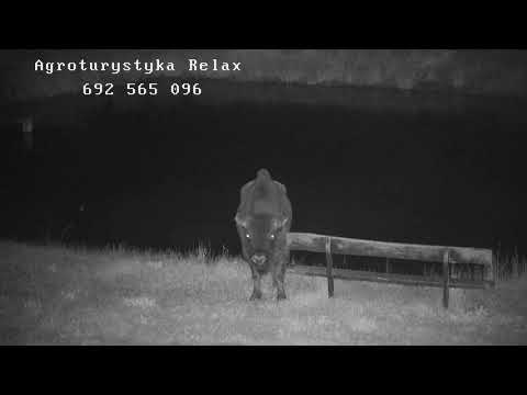Ciekawe sceny z życia nocnego naszej polany - Agroturystyka Relax
