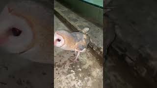 Download lagu suara bung hantu serak Jawa/tyto Alba #shorts mp3