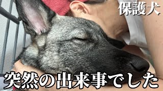 【保護犬】いとの現状と、全身麻酔の検査を受けることに決めました