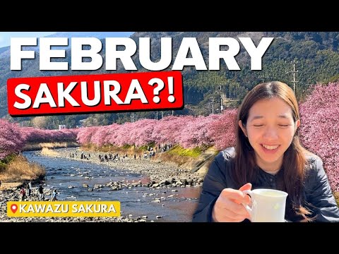 Japan's Earliest Cherry Blossoms! Kawazu Sakura Festival 🌸