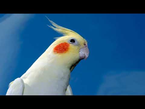 Calopsita Cantando Hino do Flamengo - [ASSOBIO DE CALOPSITA]