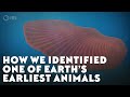 How We Identified One Of Earth S Earliest Animals