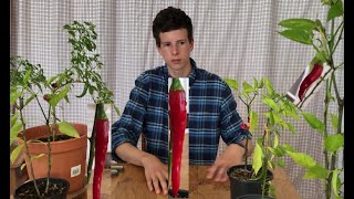 How and When to Harvest Chilli Peppers + Seed Saving Tips