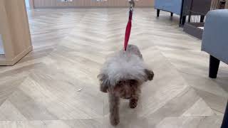 トイプードルの動画02