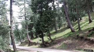 preview picture of video 'Walking Through Pine Woods At Circuit Road, Pahalgam Video  - Kashmir Tourism'