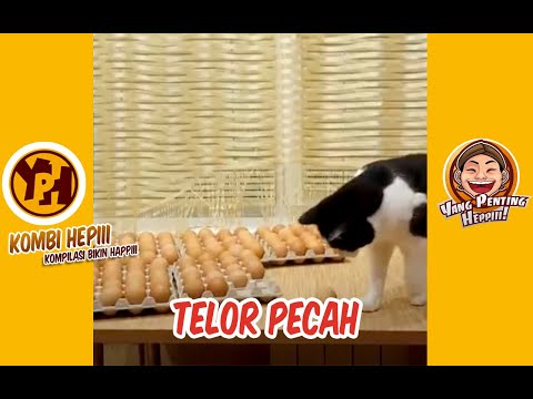 kombi-heppiii-telor-pecah