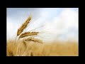 Jimmy Bruno Trio - Wheat Thins