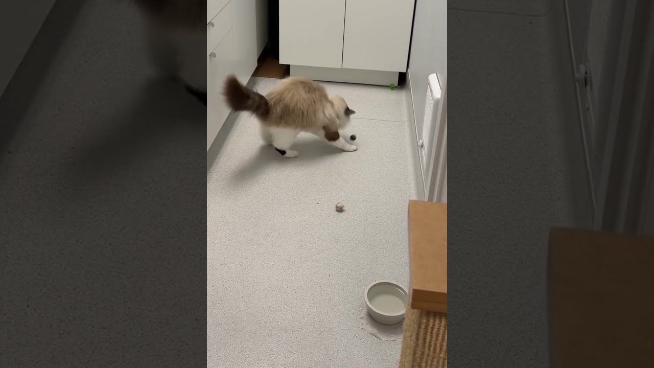 Enlarge Caesar & Prince, a bonded pair, a Adoptable mixed breed in Tillamook, OR video 6/6