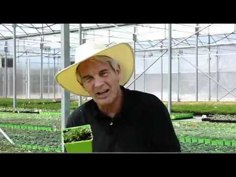 download lagu mp3 mp4 Delosperma Congestum Yellow, download lagu Delosperma Congestum Yellow gratis, unduh video klip Delosperma Congestum Yellow