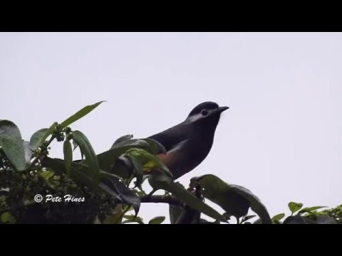 Vestár ušatý (Heterophasia auricularis) — video o speve a chove