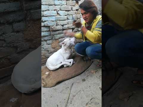 #dogcharging #viralshots #petvlog #mostexpensive (Raheem Qureshi)