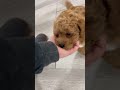Mini Goldendoodle dogs for sale: Jenny - Video 1