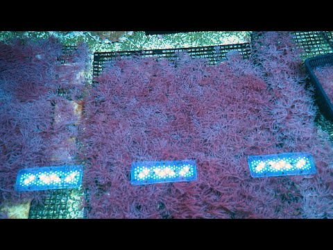 Stock Spotlight: ECC Waving Hand Anthelia Frag