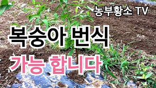 [복숭아재배] 복숭아 번식 이렇게 하면 됩니다
