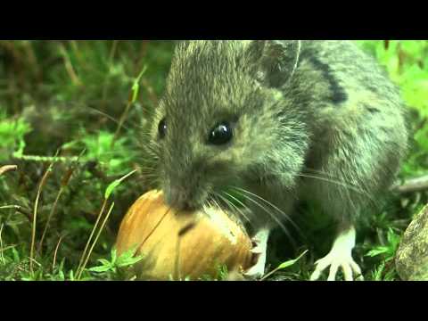 Ryšavka lesná (Apodemus sylvaticus) — kŕmenie v noci