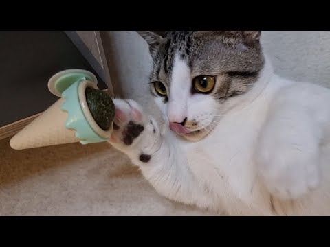 Cat Catnip Ice Cream Avocado