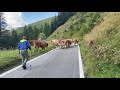 Vache D Hérens Du Sanetsch
