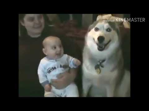 قناة لينا.إضحك مع [ الأطفال و الكلاب ].
