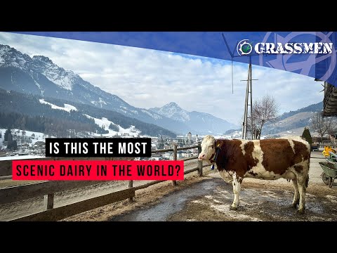 Milking Cow's in The Alps