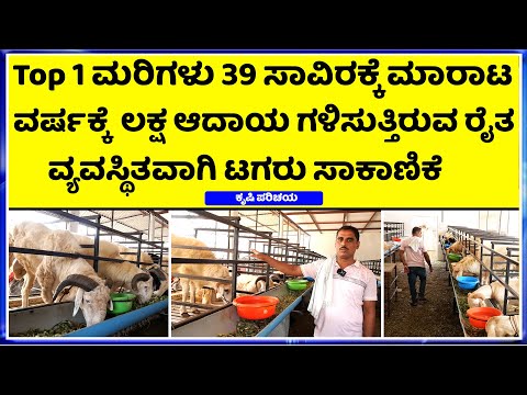 , title : 'Amingad Tagaru For Sale ! Bakrid Batch ! Sheep farming in Karnataka | prabhakar'