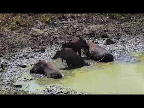 Djuma: Warthogs having a mud wallow - 12:30 - 05/05/20