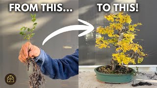 25 Years in the Making: Repotting & Pruning a Cork Elm Bonsai Grown From a Cutting