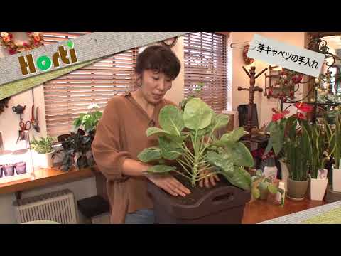 芽キャベツの冷凍:美味しさを保つ方法 植物