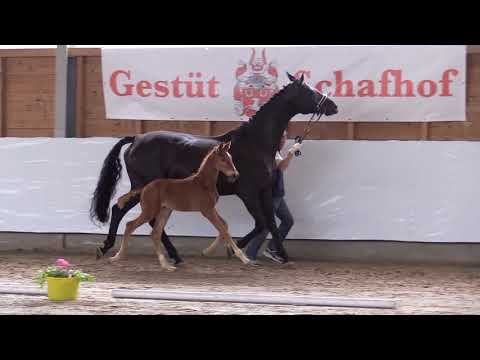 Feuerball, HF von Fürst Wilhelm - Rotspon, *24.05.2018