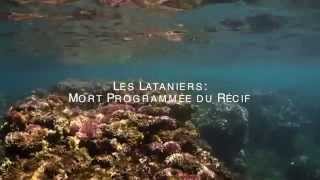 preview picture of video 'Les Lataniers: Mort Programmée du récif'