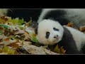 Disneynature's Born in China Official US Trailer
