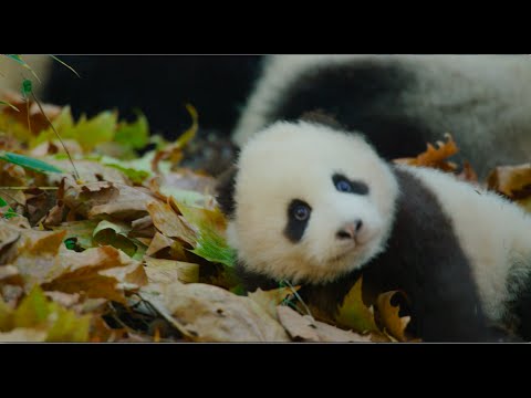 Born In China (2017) Official Trailer