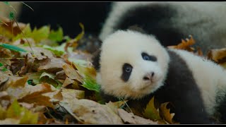 Disneynature's Born in China Official US Trailer