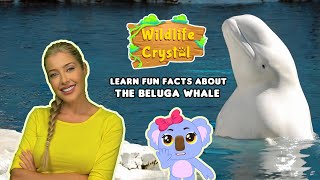 Beluga Facts gameplay video by alucas, 12:14 duration